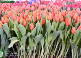 Tulipa Orange Sherpa ® (1)